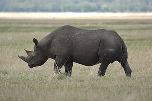 black rhinoceros on grass field at daytime